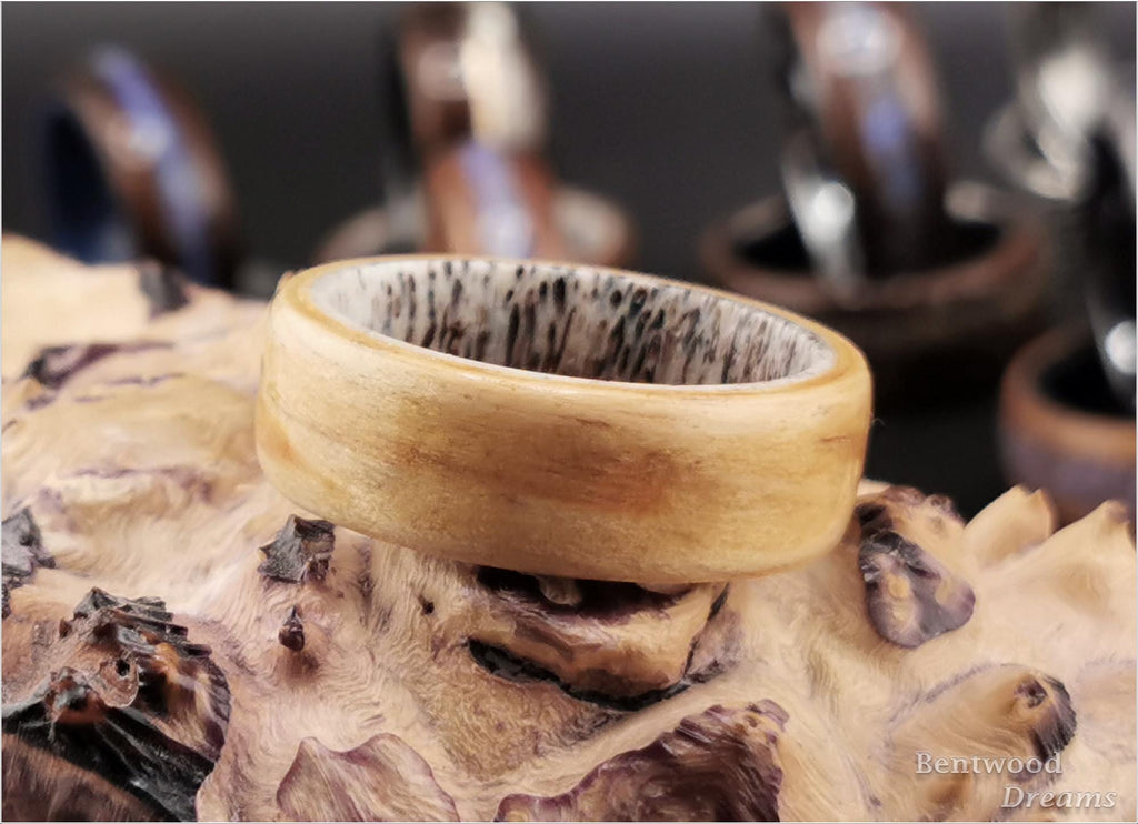 Bentwood Ring: Rare Birdseye Pine, Deer Antler core