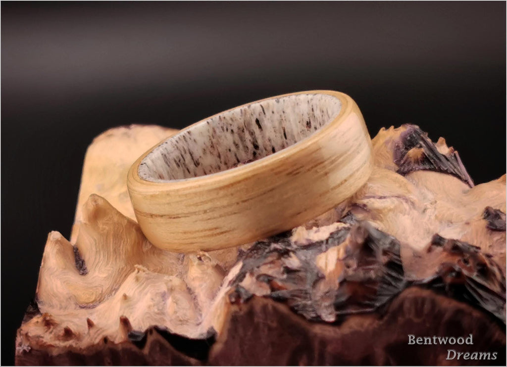 Bentwood Ring: Hickory, Deer Antler core