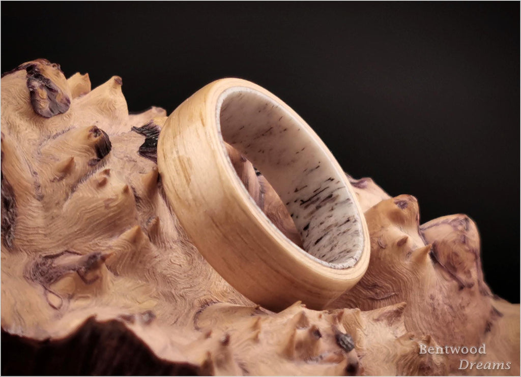 Bentwood Ring: Hickory, Deer Antler core