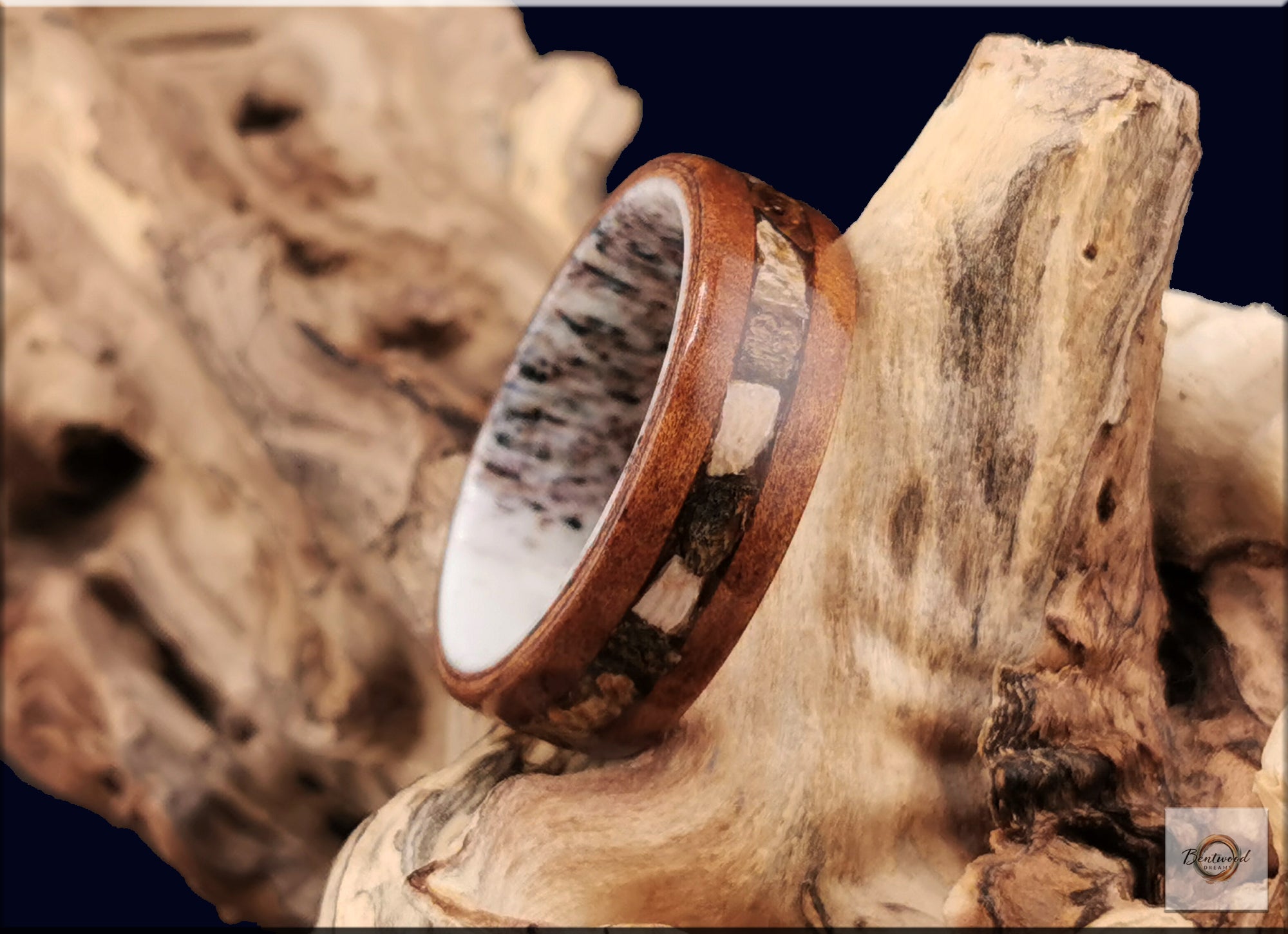 Bentwood Ring: Camphor Burl, inlaid Megalodon Tooth, Deer Antler core